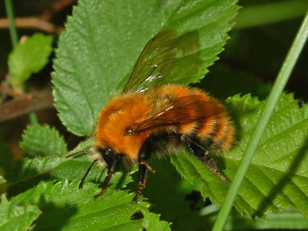 Un bombo tra le orchidee: Bombus pascuorum (Apidae)